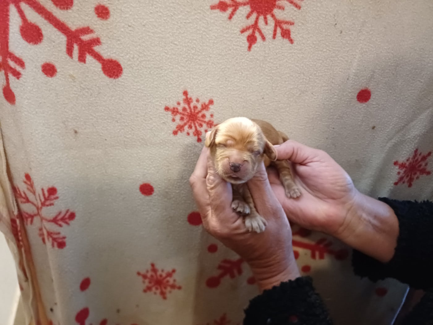 Chiot N°2 - Cocker Spaniel Anglais