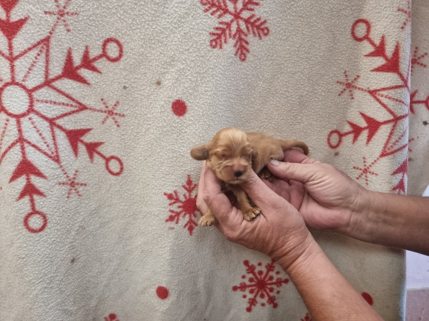 Chiot N°1 - Cocker Spaniel Anglais
