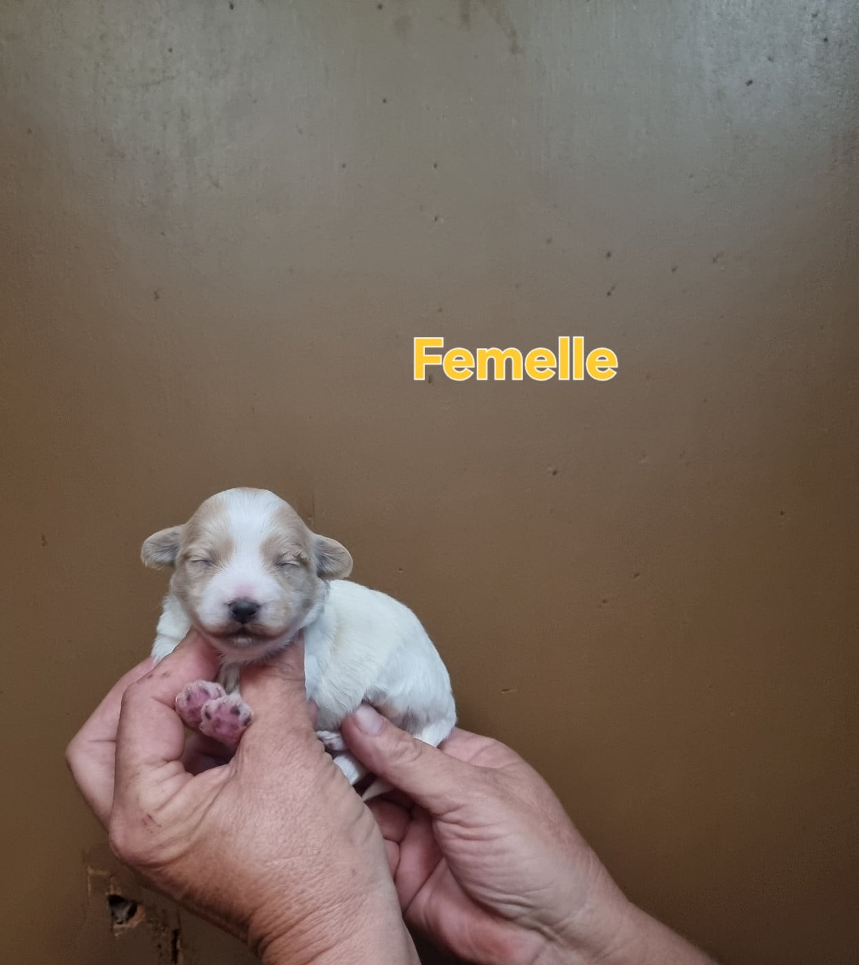 Chiot N°2 - Coton de Tulear