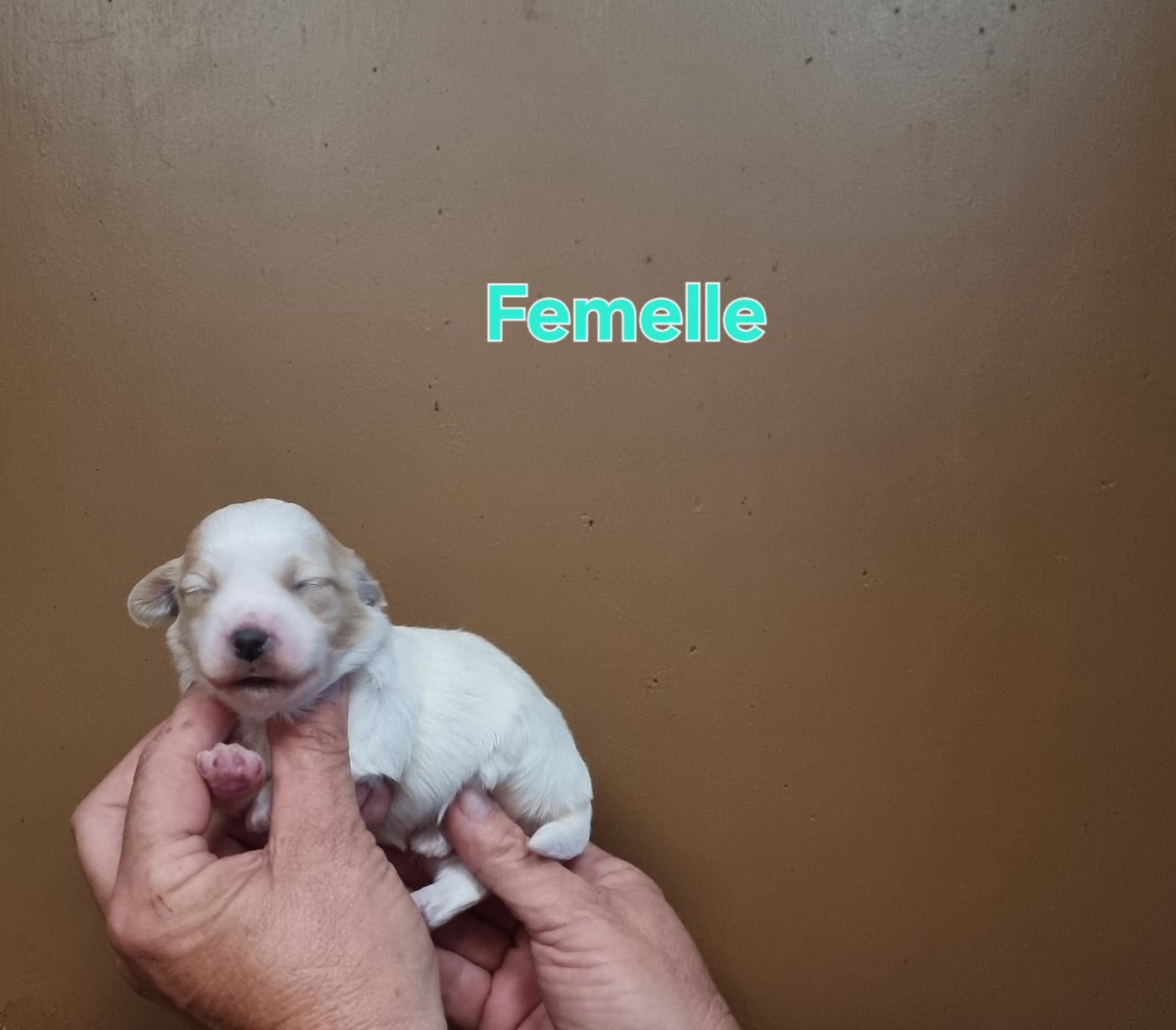 Femelle - Coton de Tulear