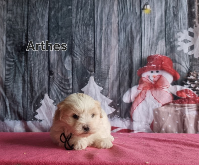 Les chiots de Coton de Tulear