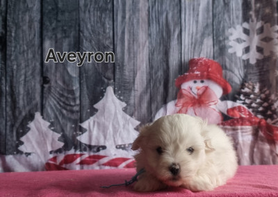 Les chiots de Coton de Tulear
