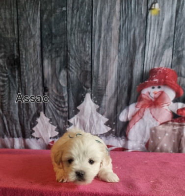 Les chiots de Coton de Tulear