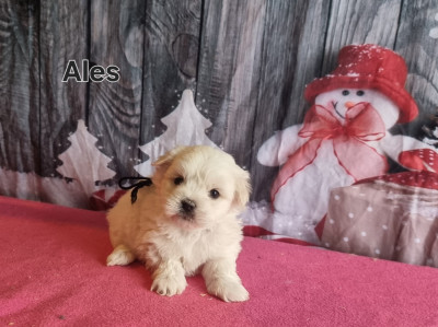 Les chiots de Coton de Tulear