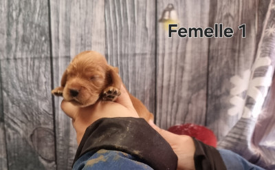 Les chiots de Cocker Spaniel Anglais