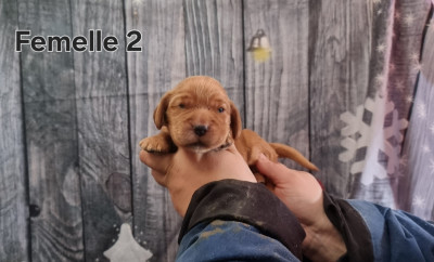 Les chiots de Cocker Spaniel Anglais