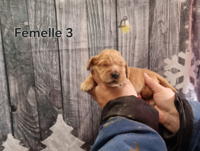 Les chiots de Cocker Spaniel Anglais