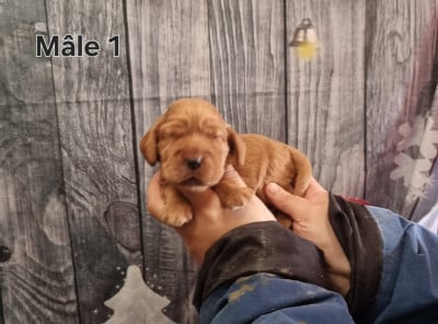 Les chiots de Cocker Spaniel Anglais