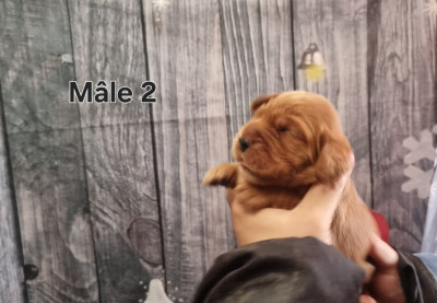 Les chiots de Cocker Spaniel Anglais