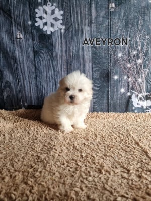 Les chiots de Coton de Tulear