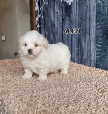 Les chiots de Coton de Tulear