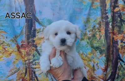 Les chiots de Coton de Tulear