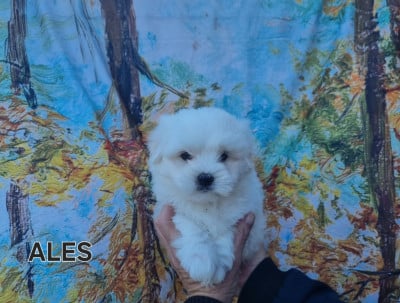 Les chiots de Coton de Tulear