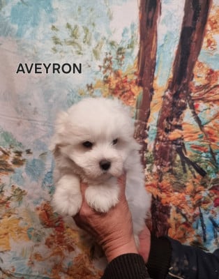 Les chiots de Coton de Tulear