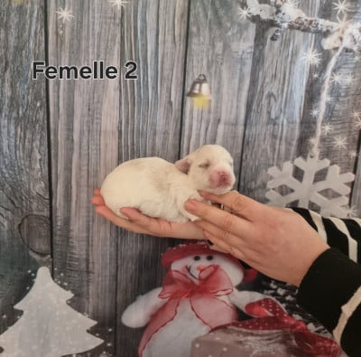 Femelle 2 - Coton de Tulear