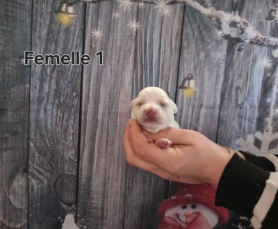 Femelle 1 - Coton de Tulear