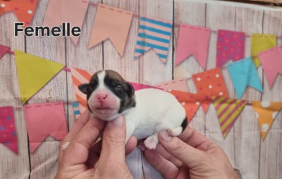 Les chiots de Coton de Tulear
