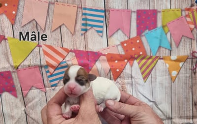 Les chiots de Coton de Tulear