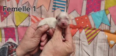 Les chiots de Coton de Tulear