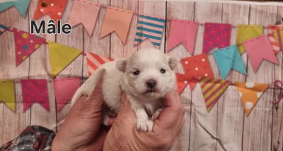 Les chiots de Coton de Tulear