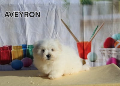 Les chiots de Coton de Tulear