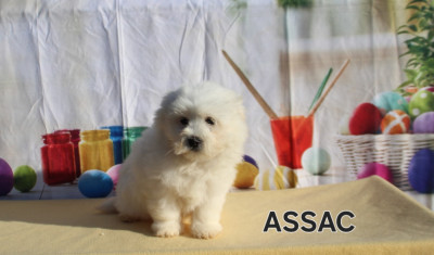 Les chiots de Coton de Tulear