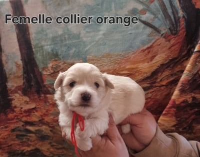 Les chiots de Coton de Tulear