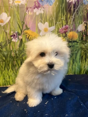 Les chiots de Coton de Tulear