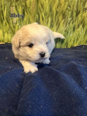 Les chiots de Coton de Tulear