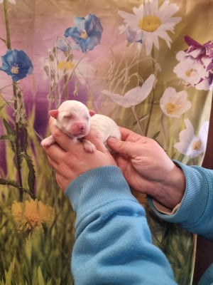 Les chiots de Coton de Tulear