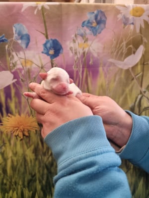 Les chiots de Coton de Tulear
