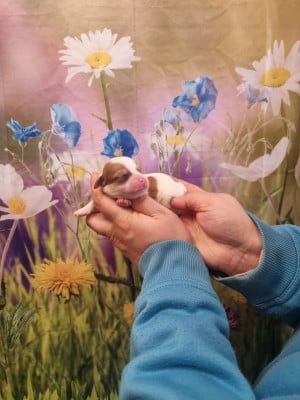 Les chiots de Coton de Tulear