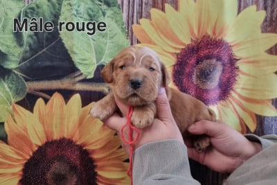 Les chiots de Cocker Spaniel Anglais