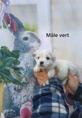 Mâle Vert - Coton de Tulear