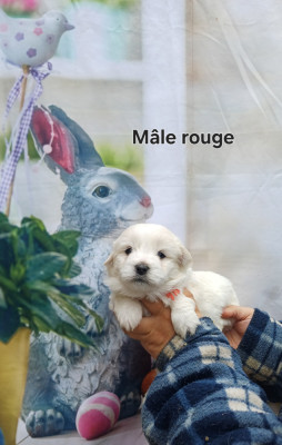 Mâle Rouge - Coton de Tulear