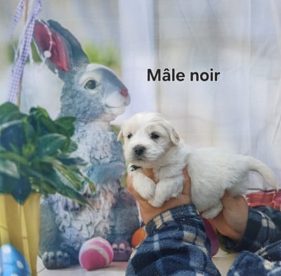 Mâle Noir - Coton de Tulear