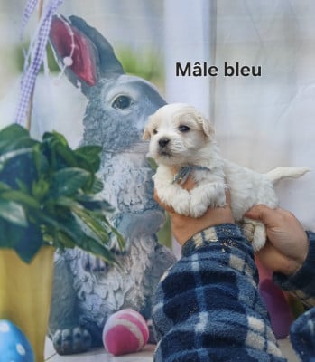 Mâle Bleu - Coton de Tulear