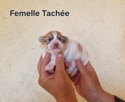 Les chiots de Coton de Tulear