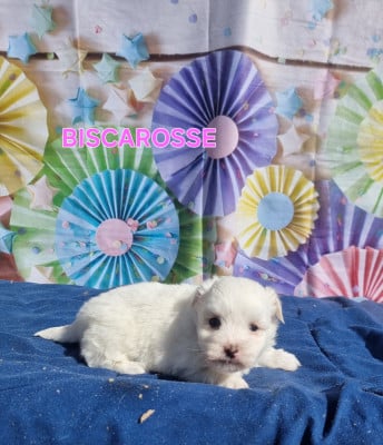 Les chiots de Coton de Tulear