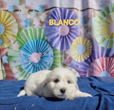 Les chiots de Coton de Tulear