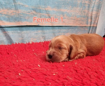 Les chiots de Cocker Spaniel Anglais
