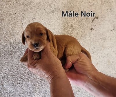 Les chiots de Cocker Spaniel Anglais