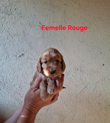 Les chiots de Cocker Spaniel Anglais