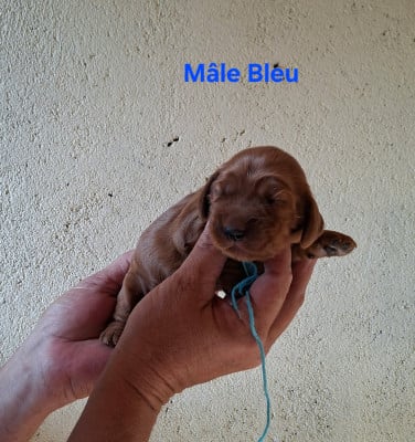 Les chiots de Cocker Spaniel Anglais