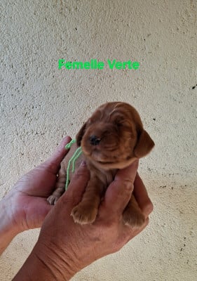 Les chiots de Cocker Spaniel Anglais