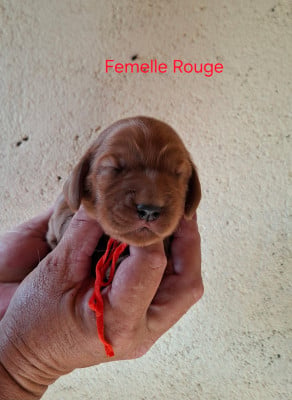 Les chiots de Cocker Spaniel Anglais