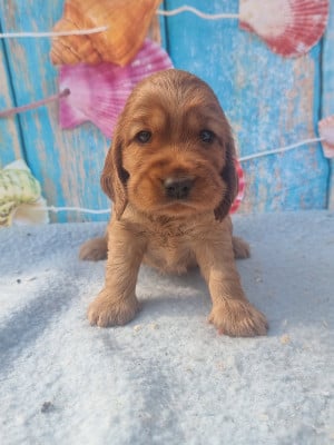 Les chiots de Cocker Spaniel Anglais