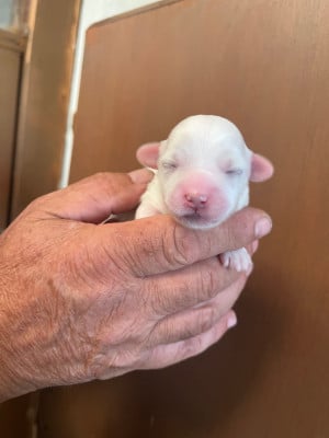 Les chiots de Coton de Tulear