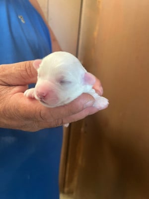 Les chiots de Coton de Tulear