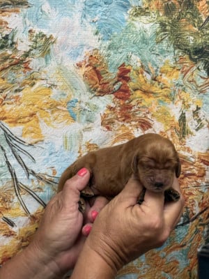 Les chiots de Cocker Spaniel Anglais